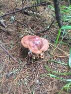 Image of Ganoderma