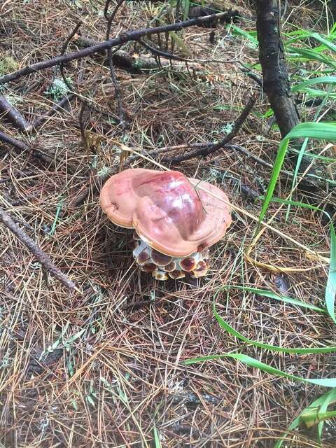 Image of Ganoderma