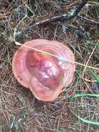 Image of Ganoderma