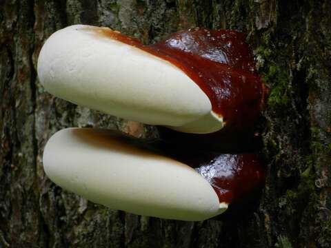 Image of Ganoderma