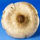 Agaricus pocillator Murrill 1941的圖片