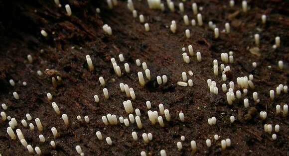 Image of Henningsomyces candidus (Pers.) Kuntze 1898