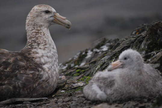 Image of Antarctic Giant-Petrel