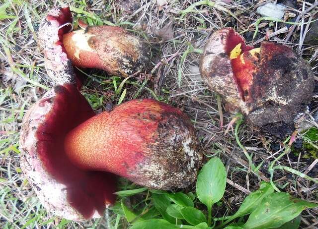 Image of ruddy bolete