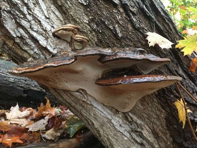 Image of Ganoderma