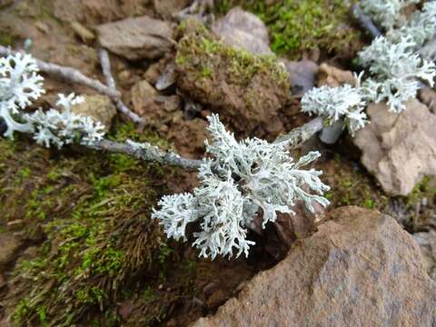 Image of ring lichen