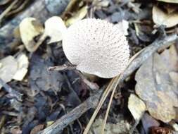 Imagem de Lycoperdon