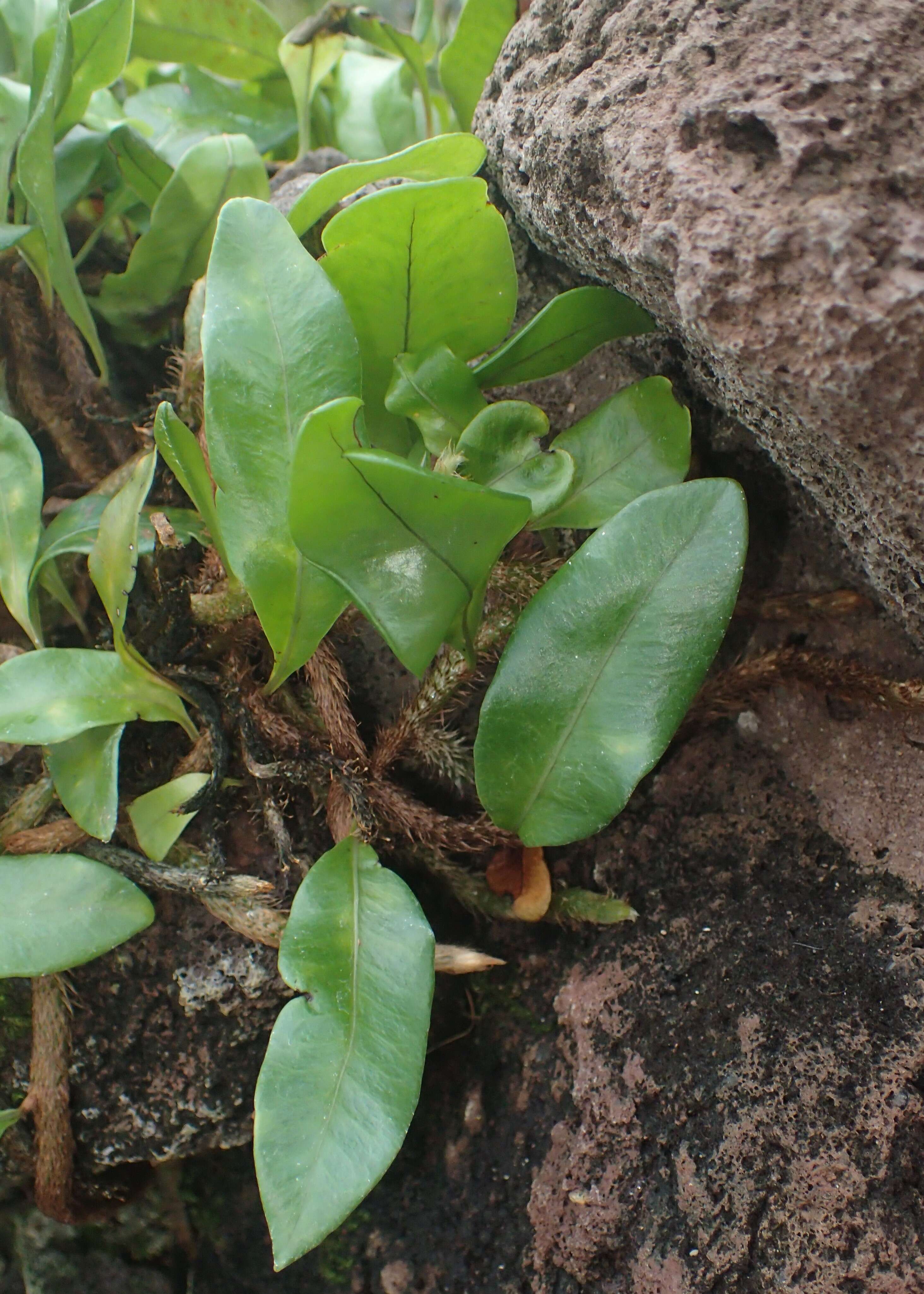 Image de Microgramma lycopodioides (L.) Copel.