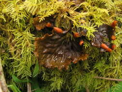 Image of felt lichen