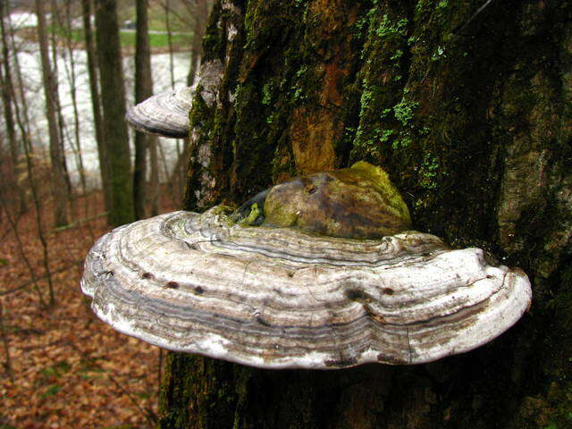 Image of Ganoderma