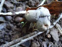 Image de Parasola lactea (A. H. Sm.) Redhead, Vilgalys & Hopple 2001