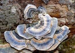 Image of Trametes