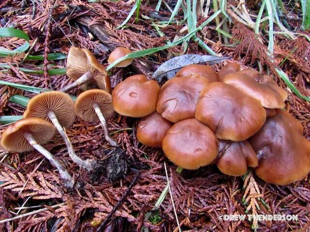 Image of Galerina