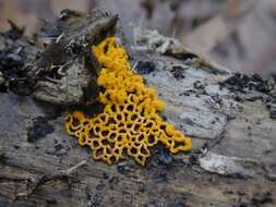 Image of <i>Hemitrichia serpula</i> (Scop.) Rostaf.