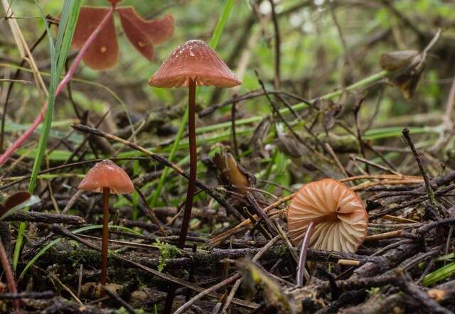 Image of Marasmius