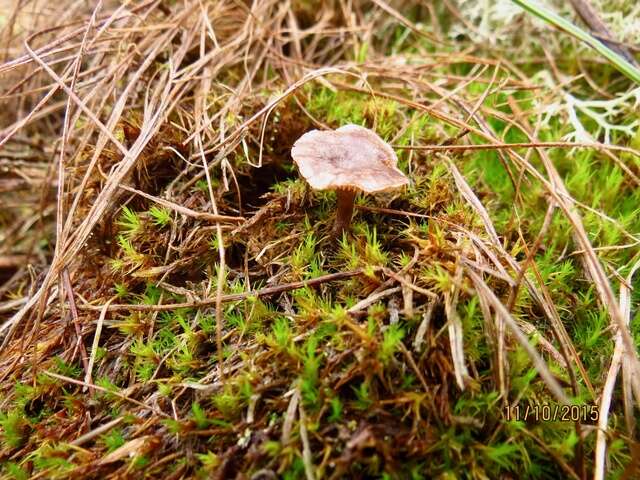 Imagem de Clitopilus caelatus (Fr.) Vila & Contu 2009