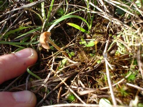 Image of Psathyrella flexispora T. J. Wallace & P. D. Orton 1960