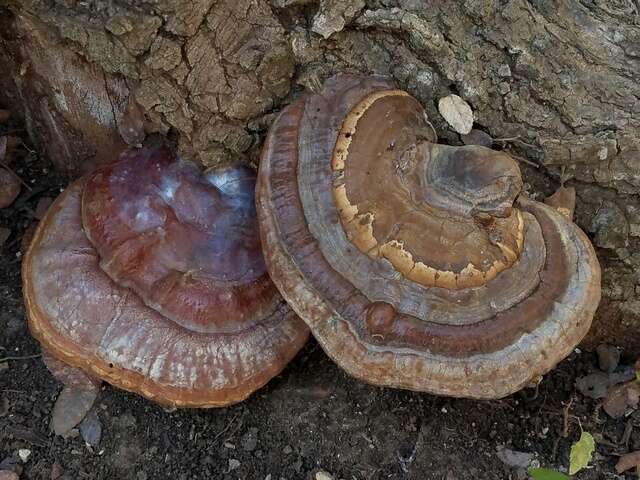 Image of Ganoderma martinicense Welti & Courtec. 2010