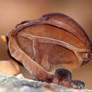 صورة <i>Auricularia angiospermarum</i>