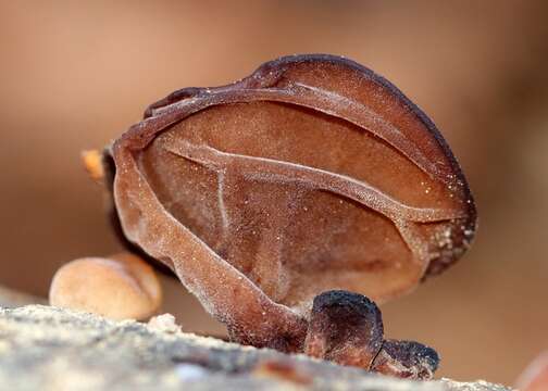 Image de <i>Auricularia angiospermarum</i>