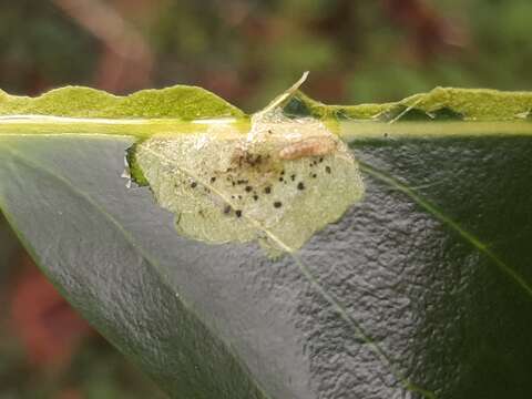 Image of European Holly Leafminer