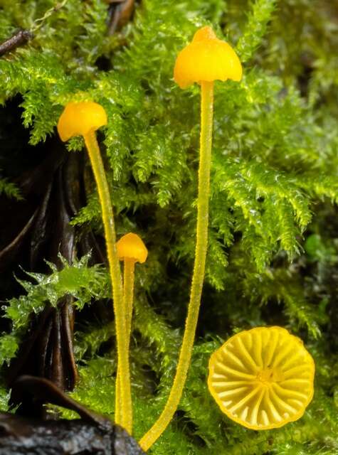 Mycena oregonensis A. H. Sm. 1936的圖片