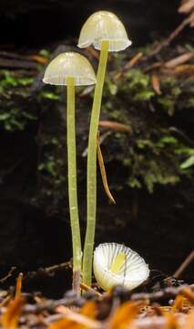 Image of Mycena