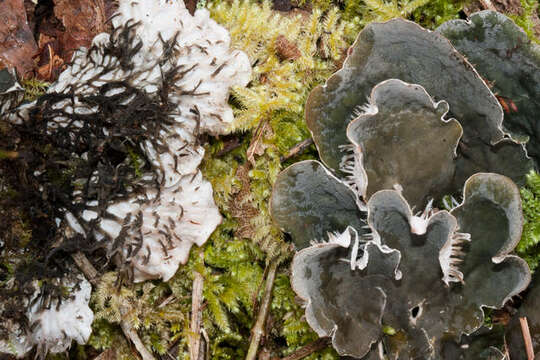 Image of felt lichen