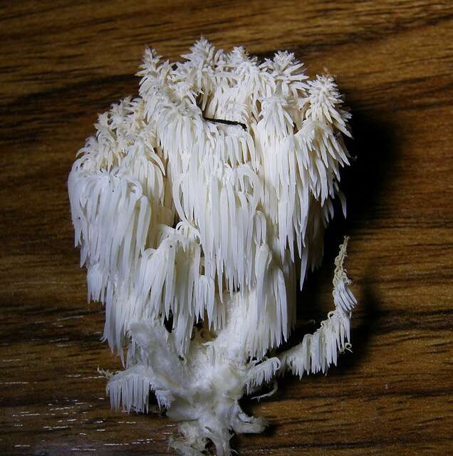 Image of Hericium americanum Ginns 1984