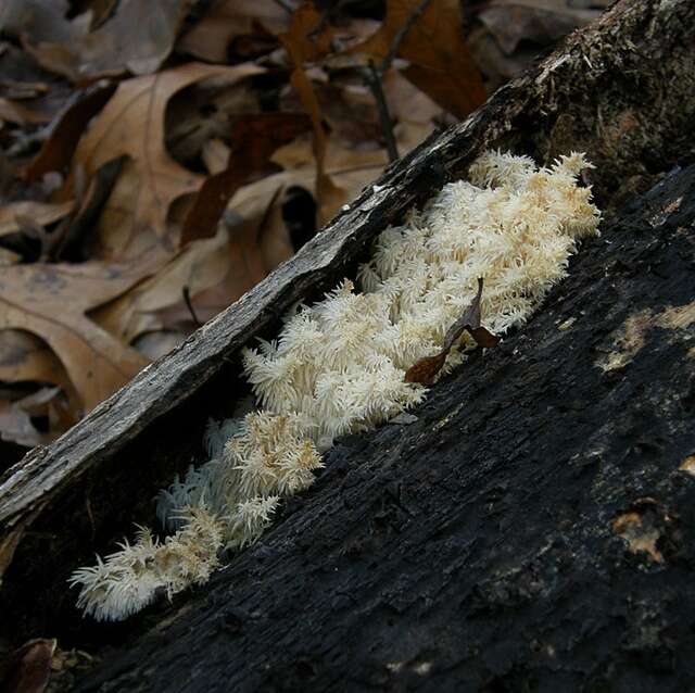 Image of Hericium americanum Ginns 1984