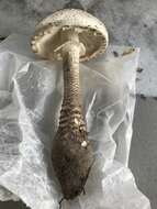 Imagem de Amanita atkinsoniana Coker 1917