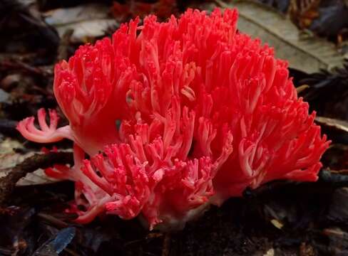 Ramaria araiospora Marr & D. E. Stuntz 1974 resmi