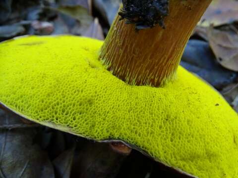 Image of Aureoboletus flaviporus (Earle) Klofac 2010