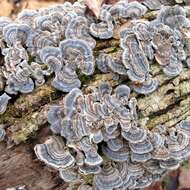 Image of Trametes