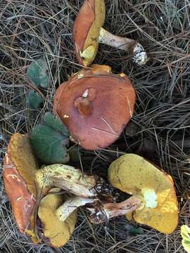 Image of Suillus pungens Thiers & A. H. Sm. 1964