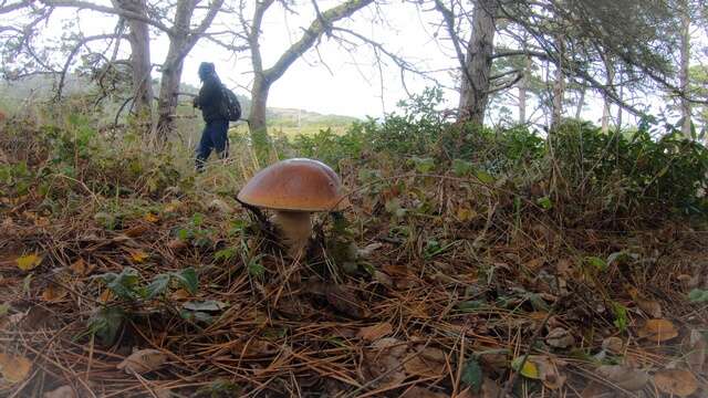 Image of Boletus