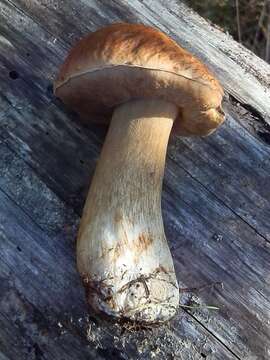 Image of Boletus