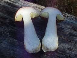 Image of Boletus