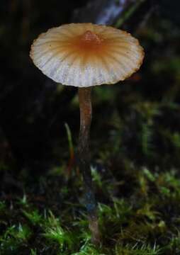 Image of Psilocybe makarorae P. R. Johnst. & P. K. Buchanan 1995