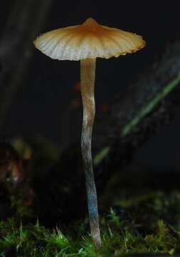 Image de Psilocybe makarorae P. R. Johnst. & P. K. Buchanan 1995