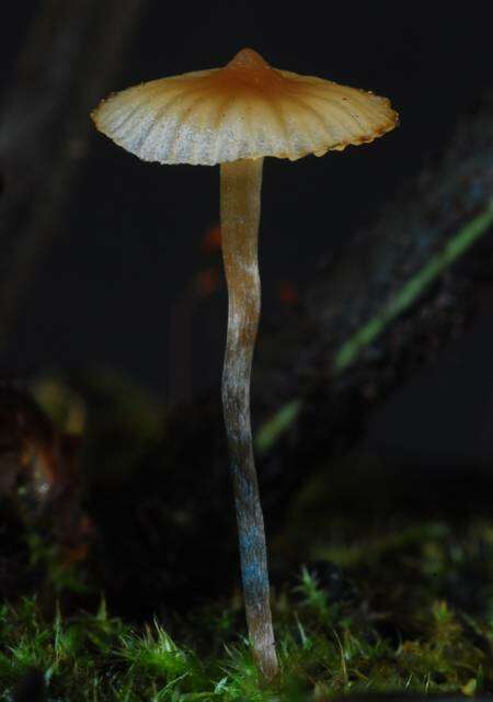 Image de Psilocybe makarorae P. R. Johnst. & P. K. Buchanan 1995