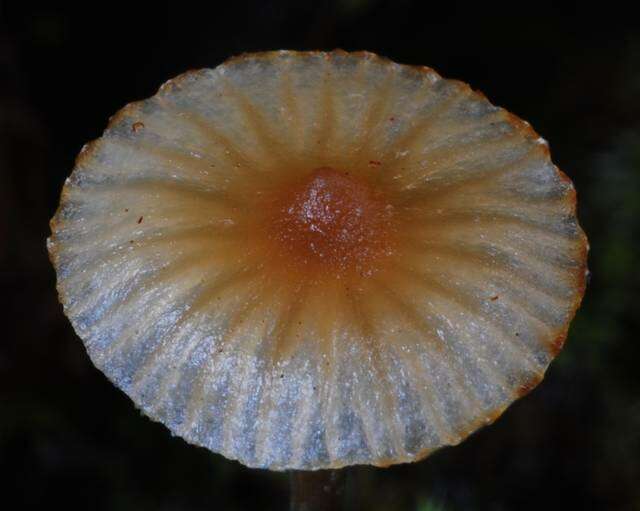 Image of Psilocybe makarorae P. R. Johnst. & P. K. Buchanan 1995