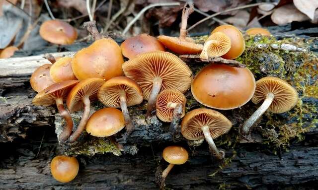 Image of Galerina