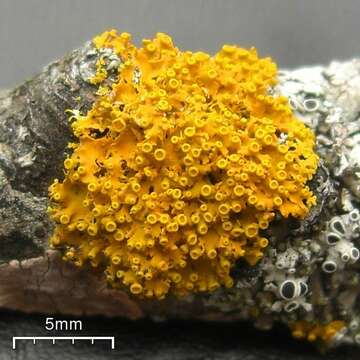 Image of Xanthomendoza
