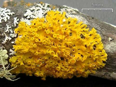 Image of Xanthomendoza