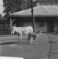 Image of Asian Wild Ass