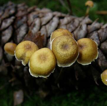 Xeromphalina resmi