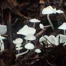 Plancia ëd Hemimycena lactea (Pers.) Singer 1938