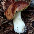 Sivun Boletus regineus D. Arora & Simonini 2008 kuva