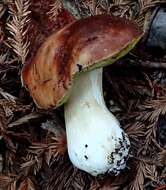 Boletus regineus D. Arora & Simonini 2008 resmi